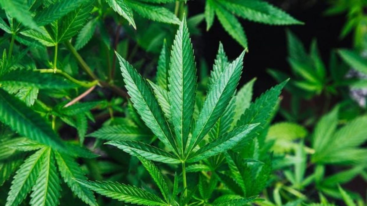 ¡Partido Liberal se Une a la Marcha por la Liberación de la Marihuana en NL!