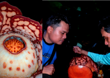 ¡conmovedor! Cazador Llora Al Encontrar La Rafflesia Hasseltii Tras Trece Años De Búsqueda › La Sierra Madre