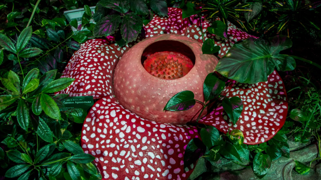 ¡conmovedor! Cazador Llora Al Encontrar La Rafflesia Hasseltii Tras Trece Años De Búsqueda