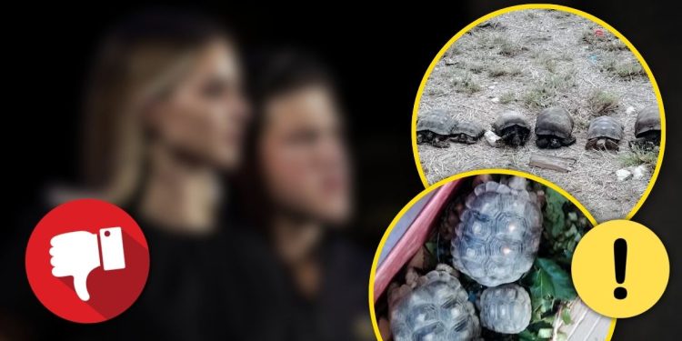 Tortugas-muertas-gobierno-de-mc-nuevo-león › La Sierra Madre